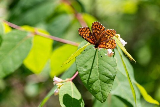 Northern Checkerspot butterfly, Chlosyne palla, on a spreading dogbane leaf