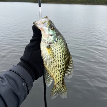 Fisherman holding a freshly caught crappie fish from a lake.
