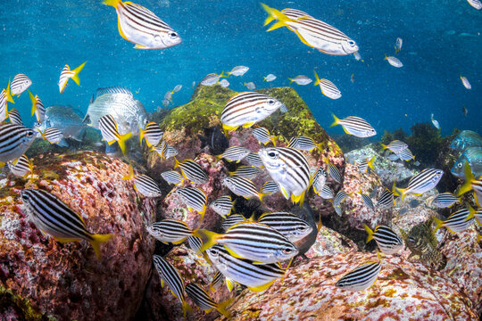 Large school of mado swimming above a colourful rocky reef with bream and blackfish at Shelly Beach, Sydney, Australia.