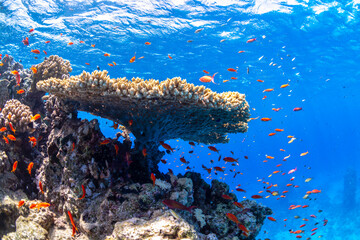 Table coral surrounded by colourful anthias above a vibrant coral reef in crystal clear water at Sataya Reef, Red Sea, Egypt. © Gary