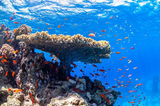 Table coral surrounded by colourful anthias above a vibrant coral reef in crystal clear water at Sataya Reef, Red Sea, Egypt.