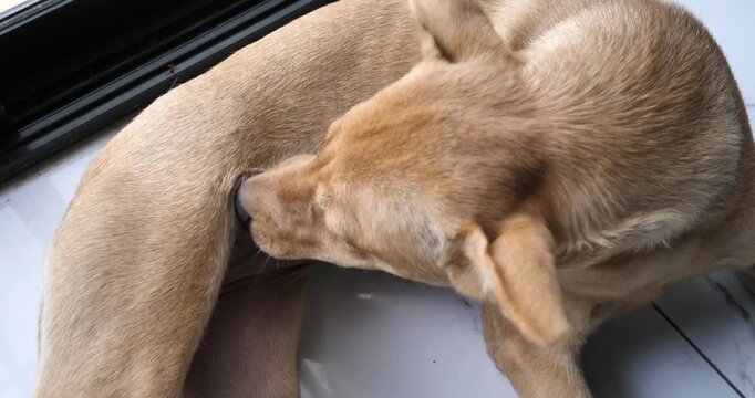 A small dog is scratching its skin; dog with fleas or ticks; pet.