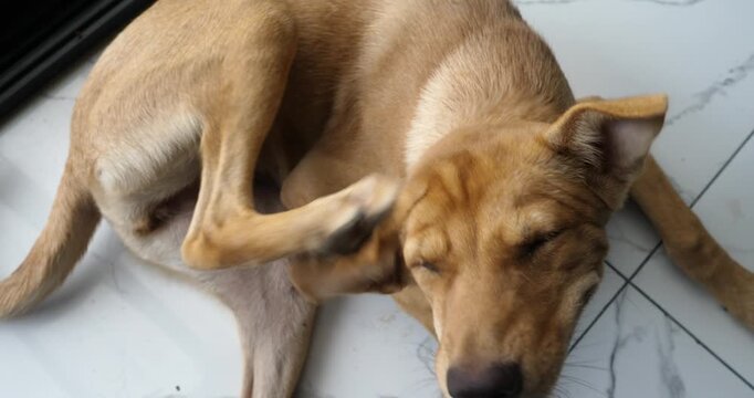 A small dog is scratching its skin; dog with fleas or ticks; pet.