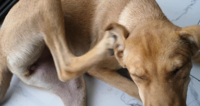 A small dog is scratching its skin; dog with fleas or ticks; pet.