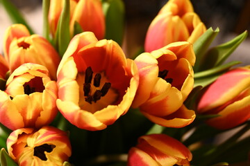 Tulipany. © Rafa