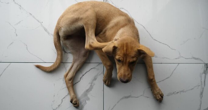 A small dog is scratching its skin; dog with fleas or ticks; pet.
