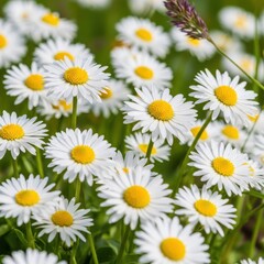Fototapeta premium Field of White Daisies with Yellow Centers in Sunlight.