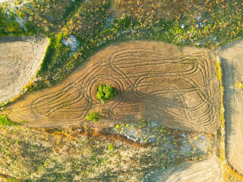 Aerial view of a single green tree standing in a harvested field with curved tire tracks and dry vegetation in Santa Caterina Villarmosa, Sicily, Italy.