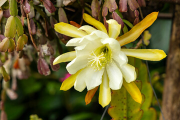 Fototapeta premium Epiphytic cactus or orchid cactus bloom with vibrant cream and yellow petals - Epiphyllum sp.