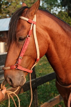 Cabeza de caballo