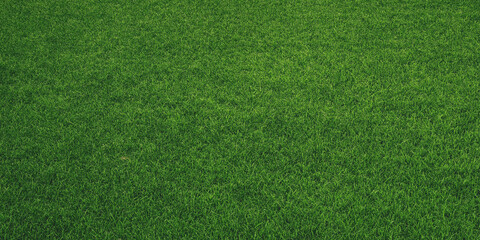 Lush green grass texture full frame view of a vibrant lawn © Nasrin