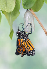 Macro of an emerging monarch butterfly (danaus plexippus) hanging from its chrysalis. Its wings have not yet expanded. On a soft green natural background.  © Corry Anne