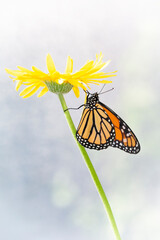 Macro of a monarch butterfly (danaus plexippus) resting under a yellow gerbera flower - side view with wings closed. On a soft natural background.  © Corry Anne