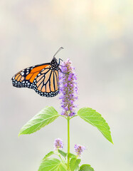 Macro of a Monarch butterfly resting on a licorice mint flower - Side view on a natural background. © Corry Anne