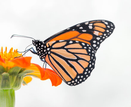 Macro of a monarch butterfly (danaus plexippus) feeding on a tithonia sunflower (Mexican torch flower) - side view on a soft white background. 