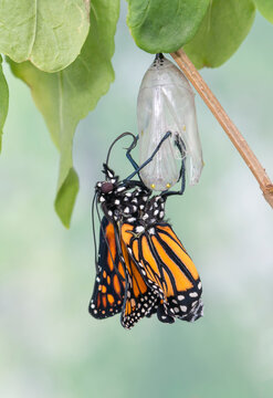 Macro of an emerging monarch butterfly (danaus plexippus) hanging from its chrysalis. Its wings have not yet expanded. On a soft green natural background. 