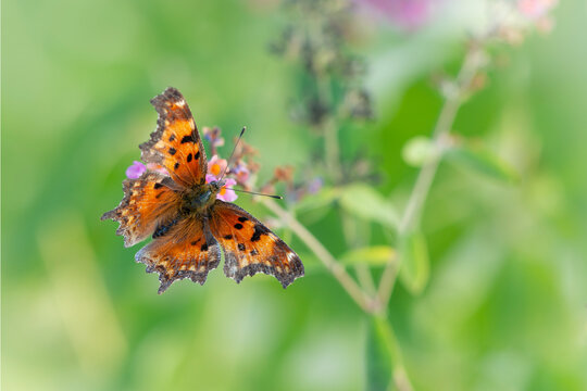 Macro of a green comma butterfly (polygonia faunus)  feeding on a butterfly bush in a garden. Top view with wings spread, on a green natural background. 