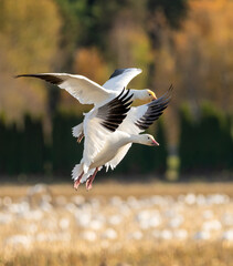Lesser snow geese (anser caerulescens) landing in a field © Corry Anne