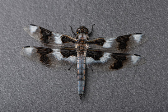 Close up (macro) of an eight-spotted skimmer dragonfly  (libellula forensis) - top view on a dark background