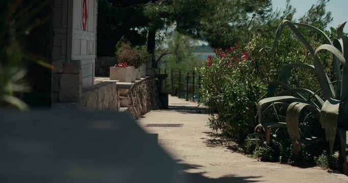 A narrow pathway bordered by agave plants and Mediterranean shrubs is seen in Primosten, Croatia.