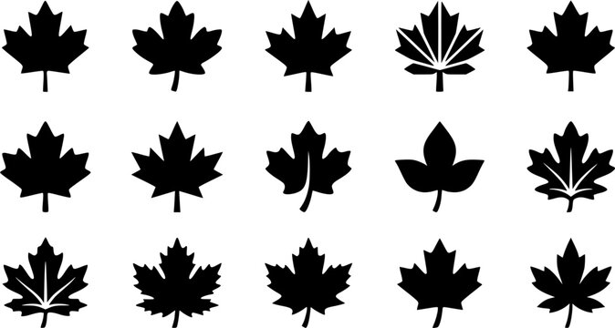 Maple leaf silhouette icon set, flat black glyph style, pure white background