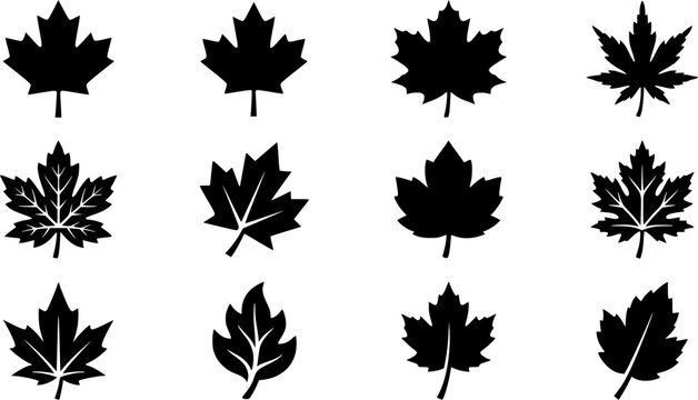 Maple leaf silhouette icon set, flat black glyph style, pure white background