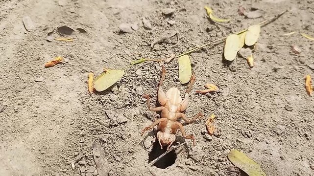 Emerald cockroach wasp dragging captured house cricket toward its burrow