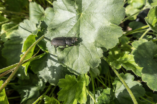 Balkenschr&ouml;ter (Dorcus parallelipipedus)