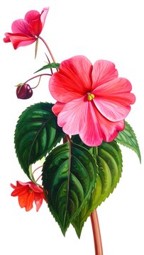 A vibrant floral illustration featuring pink flowers and green leaves on a white background