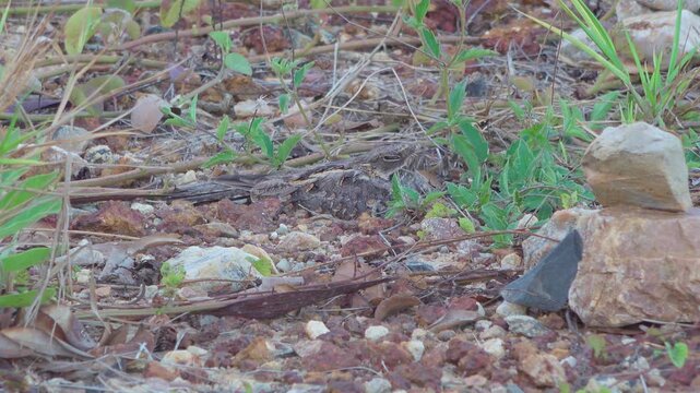 An adult Savanna Nightjar (Caprimulgus affinis) roosts motionless on sunlit stony ground in open savanna habitat in Thailand.