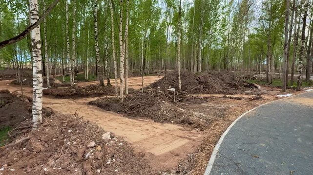 Gravel path winding through birch grove, new construction spring day with stone edging and fresh gravel, stacked logs and exposed.