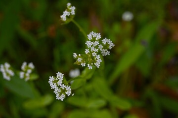Fototapeta premium Lamb's lettuce (Valerianella locusta) flowers. Caprifoliaceae wild vegetable. It produces clusters of small, pale blue flowers in spring.