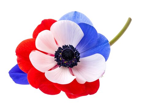A vibrant flower with red, white, and blue petals and a dark center