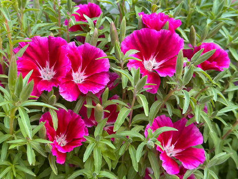Beautiful blossom Godetia (Clarkia amoena)