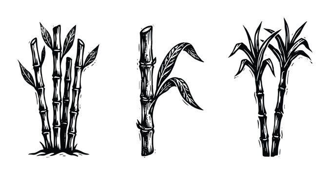 Bamboo sugar cane, tropical stems, black and white sketch
