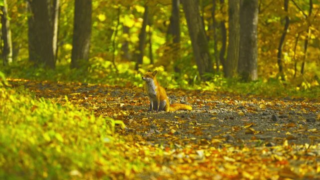 A wild red fox sitting quietly among colorful autumn foliage in Hokkaido, Japan.