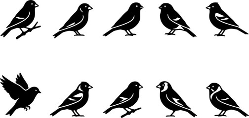 Obraz premium Finch birds silhouette icon set, flat black glyph style, pure white background
