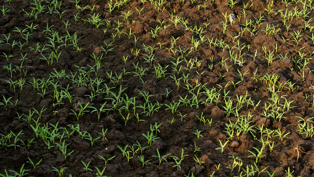 Wide View of Water Spinach Seedlings Growing in Rows Across Dark Cultivated Soil, Tropical Vegetable Farm Indonesia