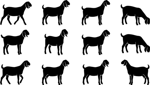 Nubian show goat silhouette icon set, flat black glyph style, pure white background
