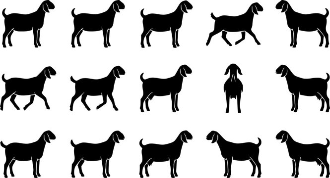Nubian show goat silhouette icon set, flat black glyph style, pure white background