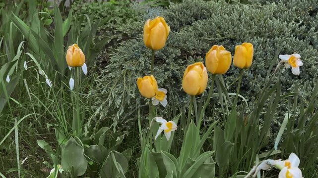 Yellow tulips in front garden on spring day, juniper hedge forms green backdrop, clusters of daffodils and leafy stems, morning.
