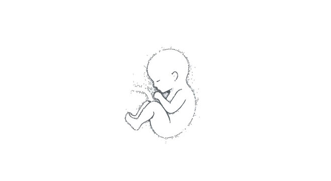 A simple line drawing of a fetus in the womb, curled up and sleeping peacefully in a fetal position