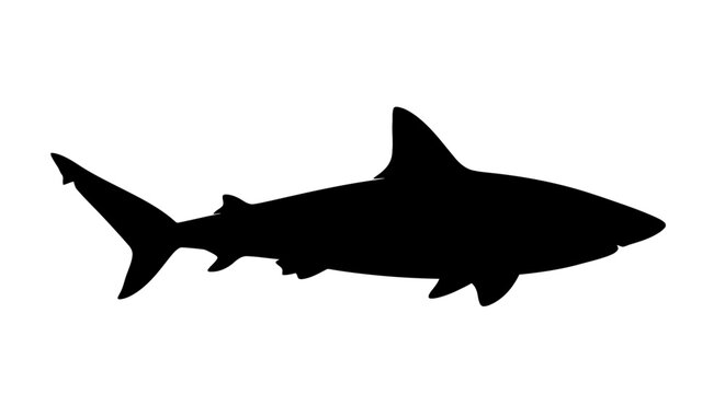 Black shark silhouette, fish icon, ocean predator, marine life symbol