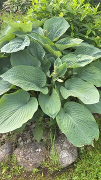 A large hosta plant with big green leaves is surrounded by small rocks and grass in a garden with other plants and flowers in the background.
