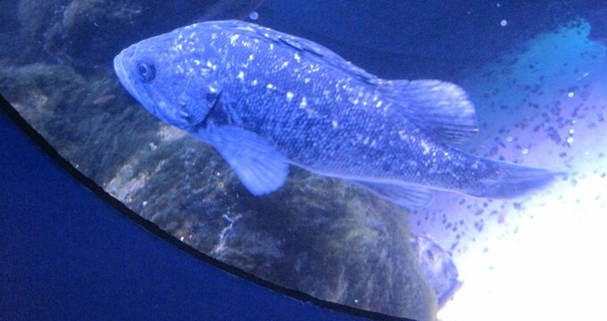 Underwater World A Captivating Lingcod Portrait in a Marine Environment Exhibit. Museum