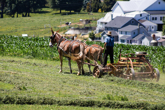 horses in a field