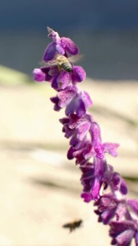 Vertical video: One bee releasing, climbing purple spike in garden, other bees landing for nectar