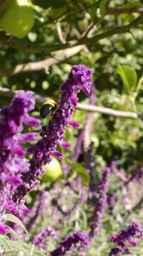 Vertical video: Coming bee hovering landing on purple spike in garden collecting nectar near fruit