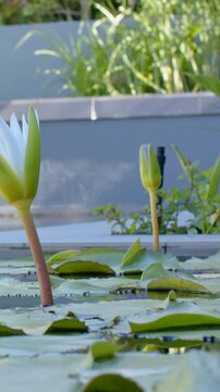 Vertical video: Pulling back camera revealing planter and nozzle, white lily petals parting gently