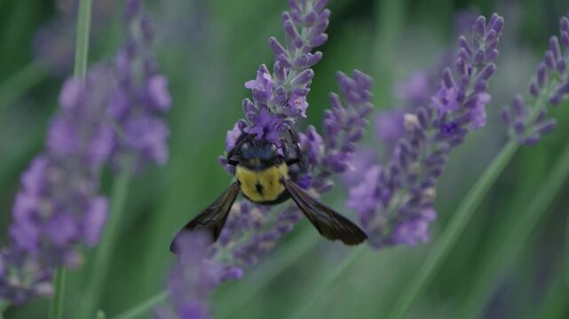 Tokyo,Japan - June 17, 2026: Closeup of a carpenter bee on lavender flower